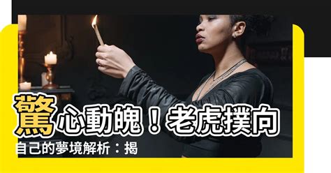 夢見老虎撲向自己